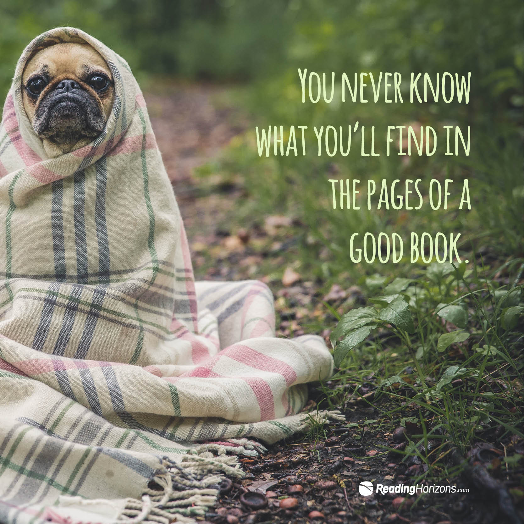 A meme of a dog wrapped in a blanket with the words "You never know what you'll find in the pages of a book."